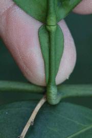              Petiole (Riverside, CA)       