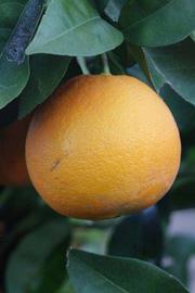            Fruit (Riverside, CA)   