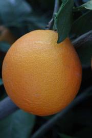            Fruit (Riverside, CA)   