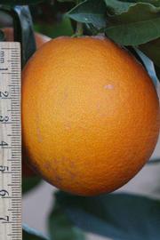            Fruit (Riverside, CA)   