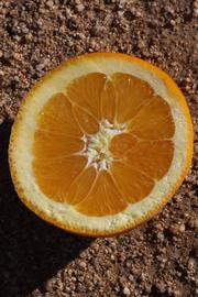            Fruit cross-section (Riverside, CA)   