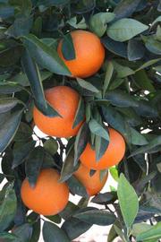            Fruit (Riverside, CA)   