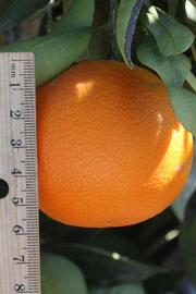            Fruit (Riverside, CA)   