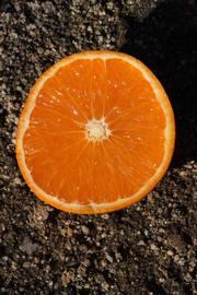            Fruit cross-section (Riverside, CA)   