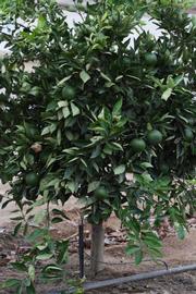            Habit (Riverside, CA)   