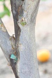            Bark (Riverside, CA)   