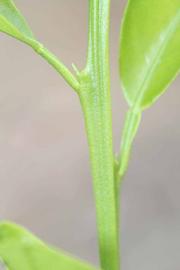            First year twig (Riverside, CA)   