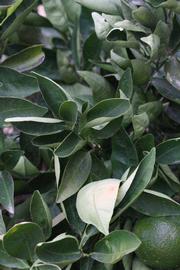              Sun leaves (Riverside, CA)       