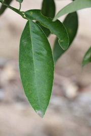              Unifoliolate leaf (Riverside, CA)       