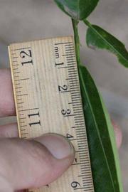              Unifoliolate leaf (Riverside, CA)       