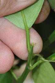              Petiole (Riverside, CA)       