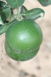            Immature fruit (Riverside, CA)   