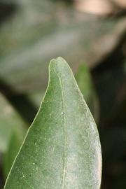              Margin (Riverside, CA)       