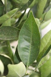              Unifoliolate leaf (Riverside, CA)       