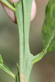            First year twig (Riverside, CA)   