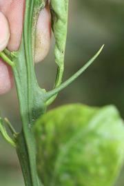            First year twig (Riverside, CA)   