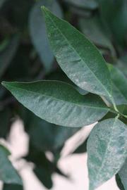              Shade leaves (Riverside, CA)       