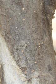            Bark (Riverside, CA)   