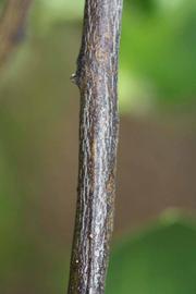              Second - third year twig (Riverside, CA)       