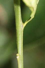            First year twig (Riverside, CA)   