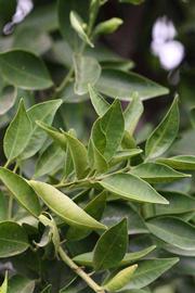              Sun leaves (Riverside, CA)       