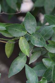              Shade leaves (Riverside, CA)       