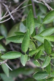              Sun leaves (Riverside, CA)       