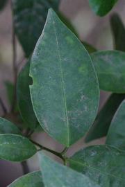              Unifoliolate leaf (Riverside, CA)       