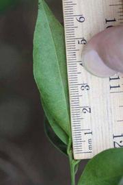              Unifoliolate leaf (Riverside, CA)       