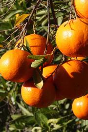            Fruit (Riverside, CA)   