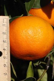            Fruit (Riverside, CA)   