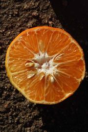            Fruit cross-section (Riverside, CA)   