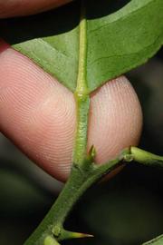              Petiole (Riverside, CA)       