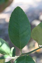              Shade leaves (Riverside, CA)       