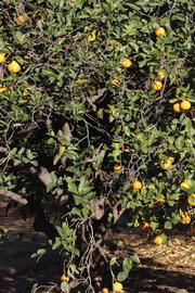              Habit (Riverside, CA)       