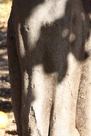              Bark (Riverside, CA)       