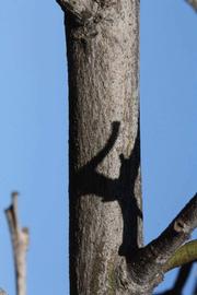              Second - third year twig (Riverside, CA)       