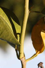              First year twig (Riverside, CA)       