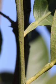              First year twig (Riverside, CA)       