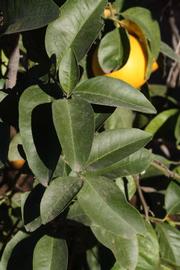            Sun leaves (Riverside, CA)   