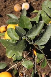            Sun leaves (Riverside, CA)   