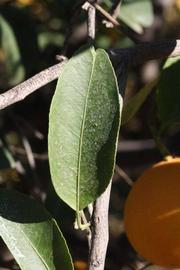              Unifoliolate leaf of ( Citrus paradisi   x    Poncirus trifoliata   ) X  C. sinensis                (US-119, Riverside, CA)       