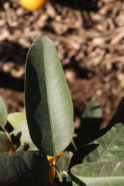              Unifoliolate leaf (Winter Haven, FL)       