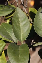              Unifoliolate leaf (Winter Haven, FL)       