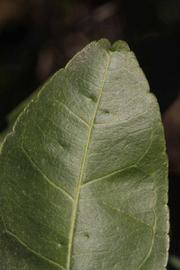              Margin (Riverside, CA)       