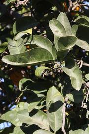            Sun leaves (Riverside, CA)   