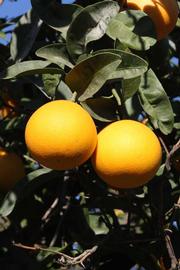            Fruit (Riverside, CA)   