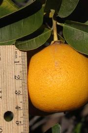              Fruit of ( Citrus paradisi   x  Poncirus   trifoliata   ) X  C. sinensis                 (US-119, Riverside,   CA)       