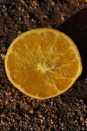              Fruit cross-section of ( Citrus paradisi   x  Poncirus   trifoliata   ) X  C. sinensis                (US-119, Riverside,   CA)       