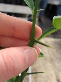              First year twig (Phillip Rucks Citrus Nursery, Frostproof,   FL)       